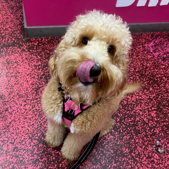 Meet your Posher, Trish - Picture 1 of 1